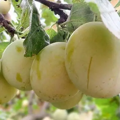 Слива УТРО в Кобрине