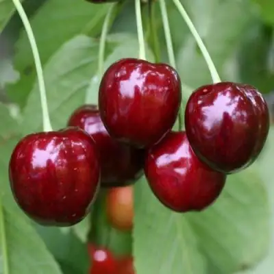 Черешня ВАЛЕРИЙ ЧКАЛОВ в Кобрине