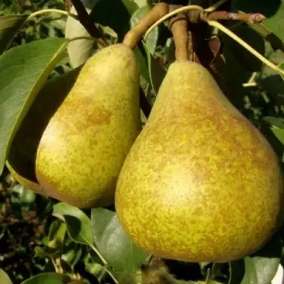 Груша ГЕНЕРАЛ ЛЕКЛЕРК в Кобрине