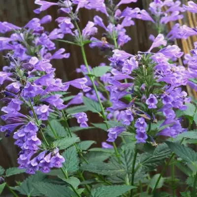 Котовник БЛЮ ДРИМС полусидячий в Кобрине