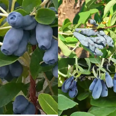 Комплект СЕВЕРНЫЕ ВИТАМИНЫ в Кобрине