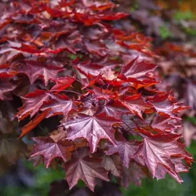 Клен КРИМСОН КИНГ остролистный в Кобрине