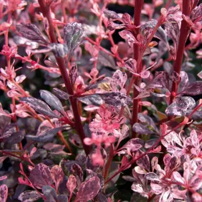 Барбарис АРЛЕКИН тунберга в Кобрине