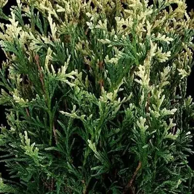 Туя ГОЛД ПЕРЛ западная в Кобрине