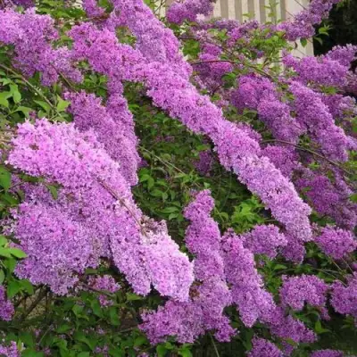 Сирень КИТАЙСКАЯ в Кобрине