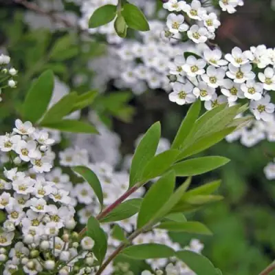 Спирея АРГУТА в Кобрине