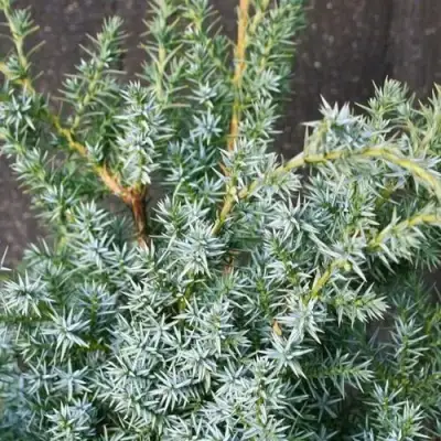 Можжевельник БЛЮ АЛЬПС китайский  в Кобрине