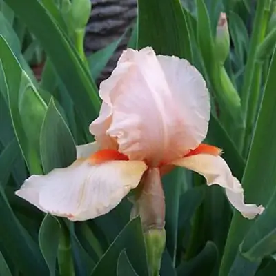 Ирис ПАТИ ДРЕСС бородатый в Кобрине