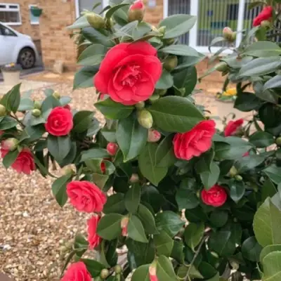 Камелия ЛЕДИ КЭМПБЕЛЛ в Кобрине