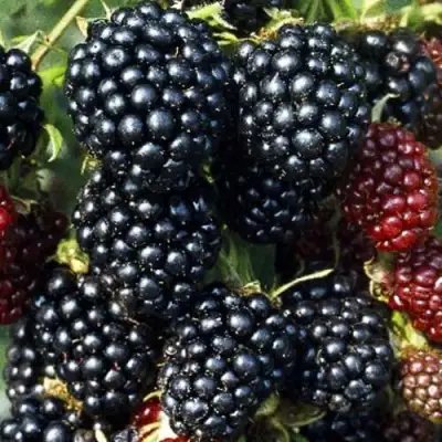 Ежевика ЭВЕРГРИН бесшипная  в Кобрине