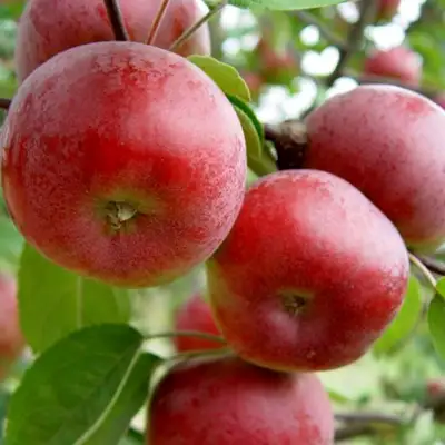 Яблоня ПОСПЕХ в Кобрине