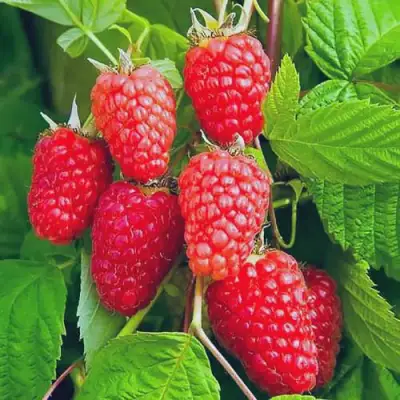 Малина МАРАСТАР в Кобрине