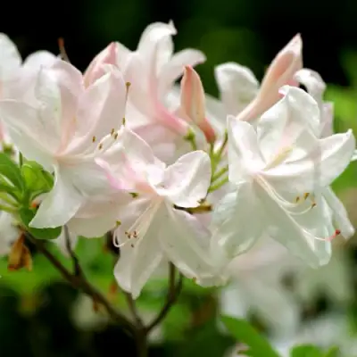 Азалия УАЙТ ЛАЙТС листопадная в Кобрине