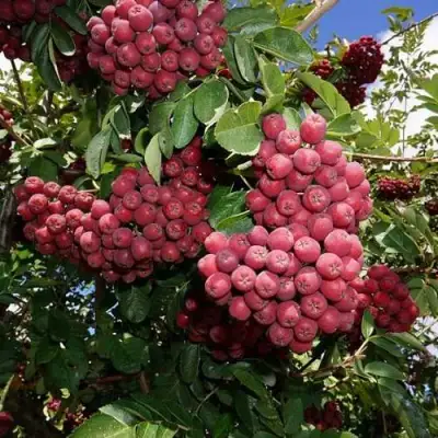 Рябина ТИТАН сладкоплодная  в Кобрине