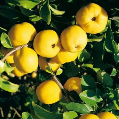 Айва ЦЕЗАРЬ в Кобрине