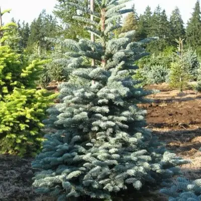 Пихта благородная в Кобрине