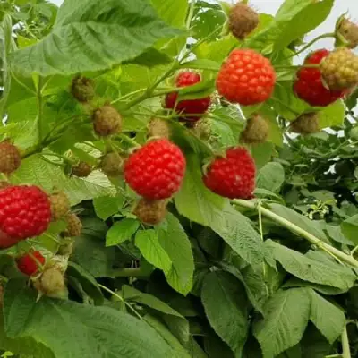 Малина КВЕЛЛИ в Кобрине