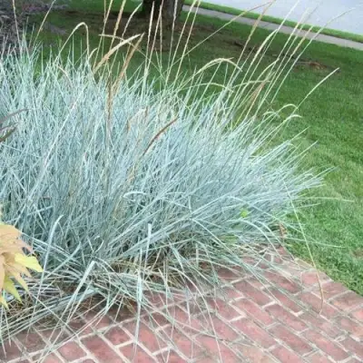 Элимус БЛЮ ДЮН песчаный в Кобрине