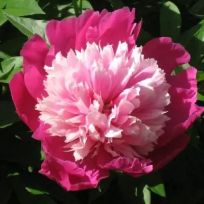 Пион КАПЛЯ РОСЫ травянистый в Кобрине