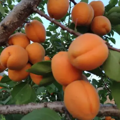 Абрикос ГОЛД РИЧ в Кобрине