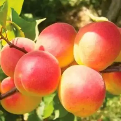 Абрикос NJA-19 в Кобрине