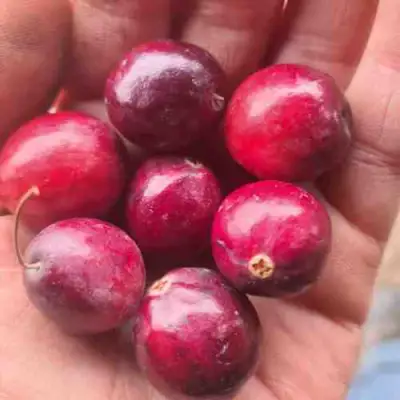 Клюква БАИН 6 в Кобрине