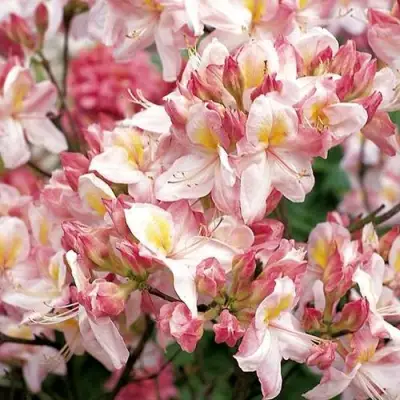 Азалия САТОМИ японская в Кобрине