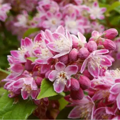 Дейция СТРОБЕРРИ ФИЛДС  в Кобрине