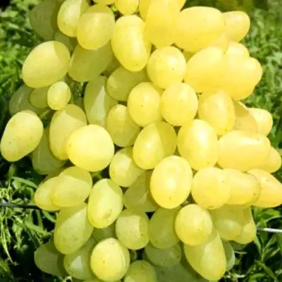 Виноград ЗАРНИЦА в Кобрине