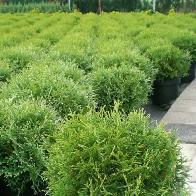 Туя ТИНИ ТИМ западная в Кобрине