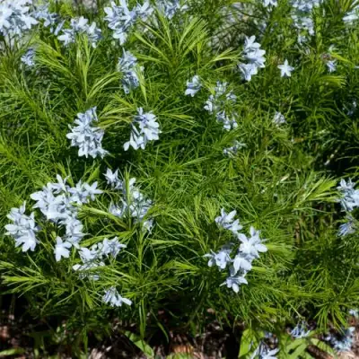 Амсония РЕСНИТЧАТАЯ в Кобрине