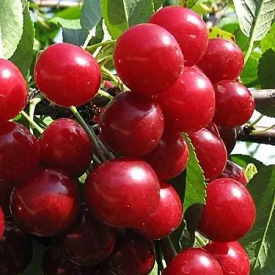 Вишня ГЛУБОКСКАЯ в Кобрине