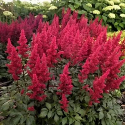 Астильба ФАНАЛ в Кобрине