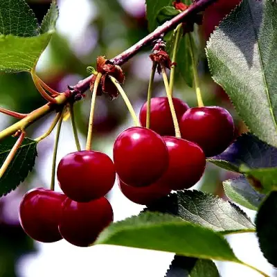 Вишня РИВАЛ в Кобрине