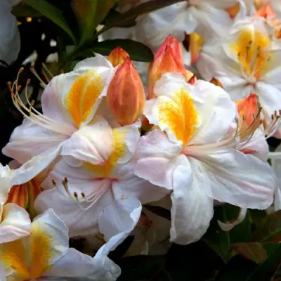 Азалия СИЛЬВЕР СЛИППЕР листопадная в Кобрине