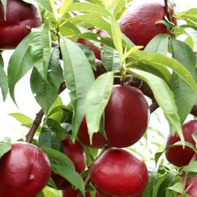 Нектарин ФАНТАЗИЯ в Кобрине