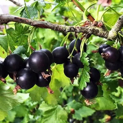 Йошта КРЫМСКАЯ в Кобрине