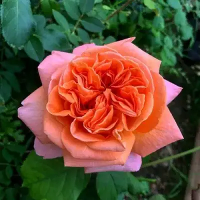 Роза РЕНЕ ГОССИНИ чайно-гибридная в Кобрине