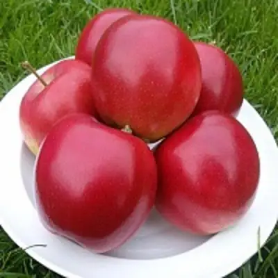 Яблоня СЯБРЫНА в Кобрине