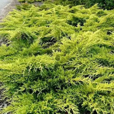 Можжевельник ОЛД ГОЛД средний в Кобрине