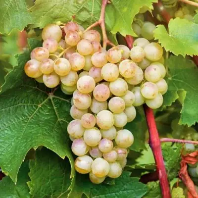 Виноград КРИСТАЛЛ в Кобрине