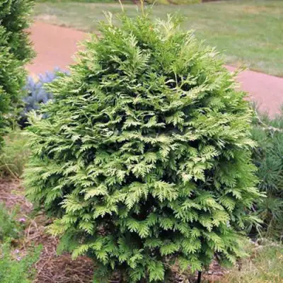 Туя ВАРЕАНА ЛЮТЕСЦЕНС западная в Кобрине