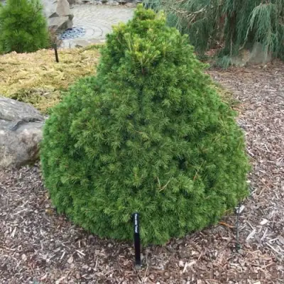 Ель ТОМПА обыкновенная в Кобрине