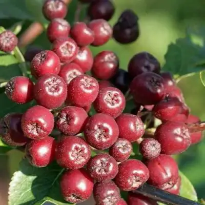 Рябина БУРКА сладкоплодная в Кобрине