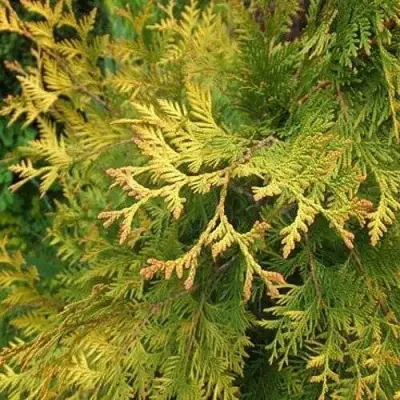 Туя ГОЛДЕН БРАБАНТ западная в Кобрине
