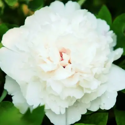 Пион СНЕЖНАЯ КРЕПОСТЬ древовидный в Кобрине