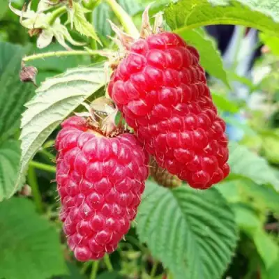 Малина ПШЕХИБА в Кобрине