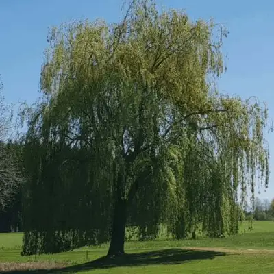 Ива белая в Кобрине