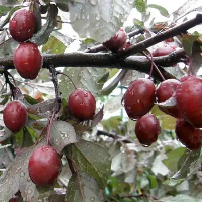 Слива НИГРА растопыреная в Кобрине