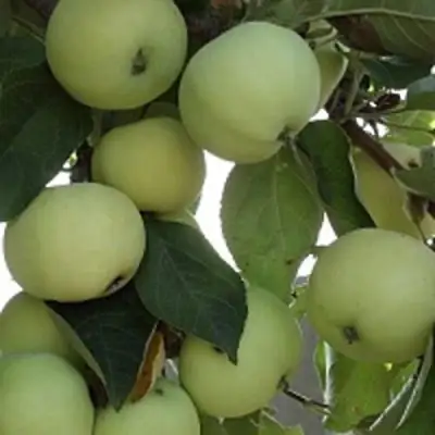 Яблоня ПАПИРОВКА в Кобрине